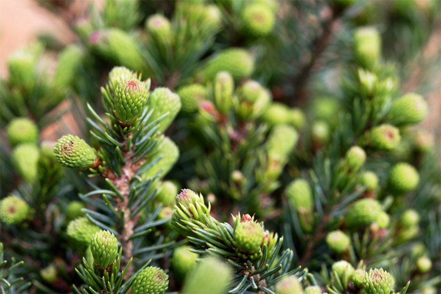 Picea abies echinoformis