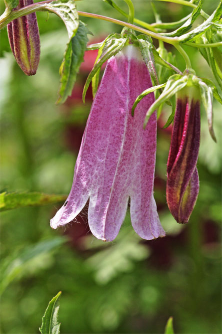 Campanula Elizabeth