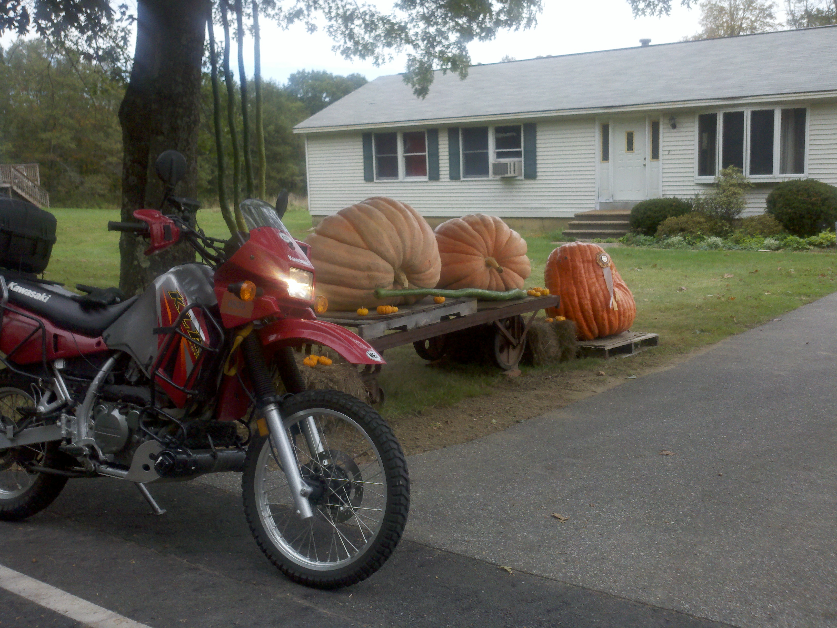 #19 KLR650