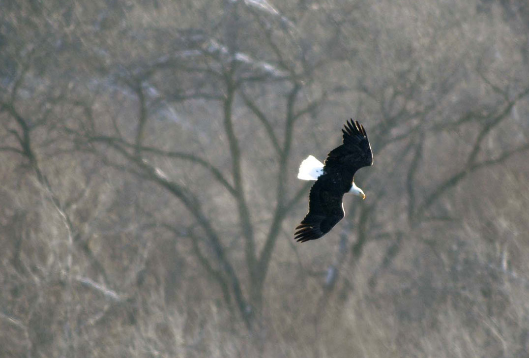 Bald Eagle