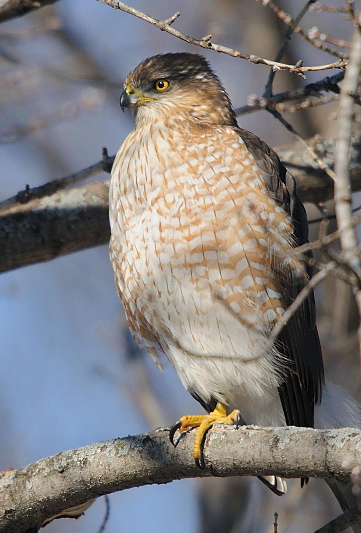 Coopers Hawk, February 4, 2009