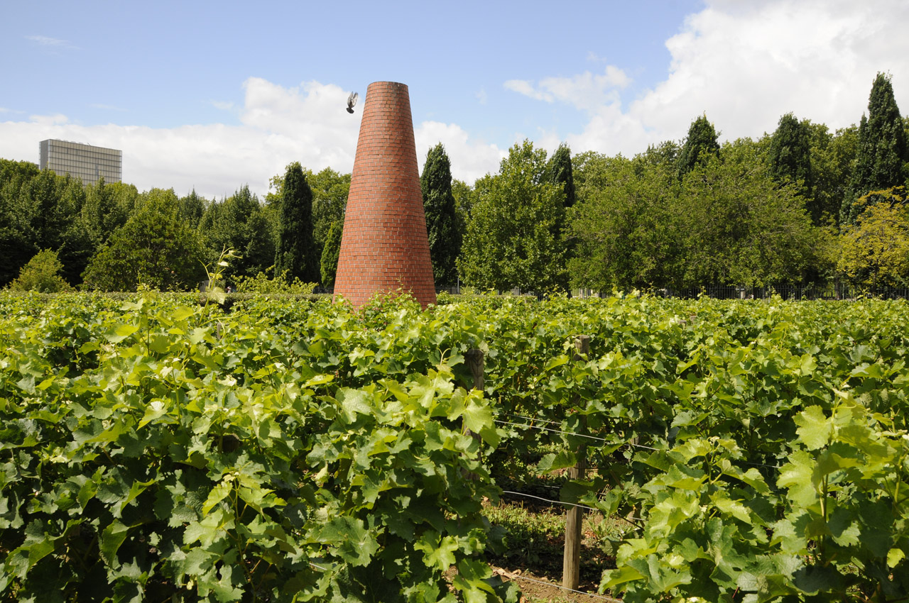 A working vineyard, Parc de Bercy, Paris