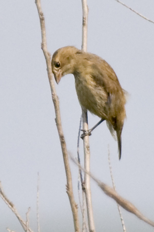 INDIGO BUNTING - FEMALE