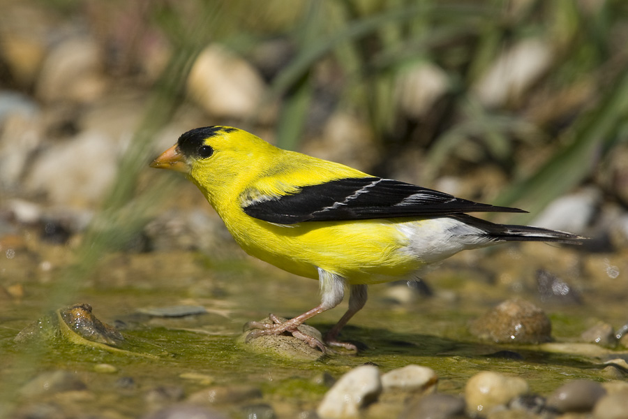 AMERICAN GOLDFINCH