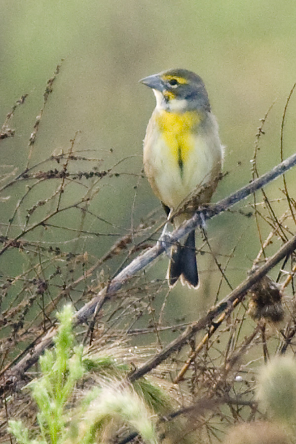 DICKCISSEL