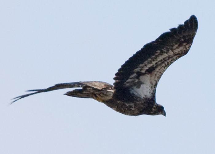 AMERICAN BALD EAGLE