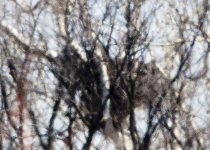 BALD EAGLE NEST at  500mm + 2.0 Ext  + 1.4 Ext.