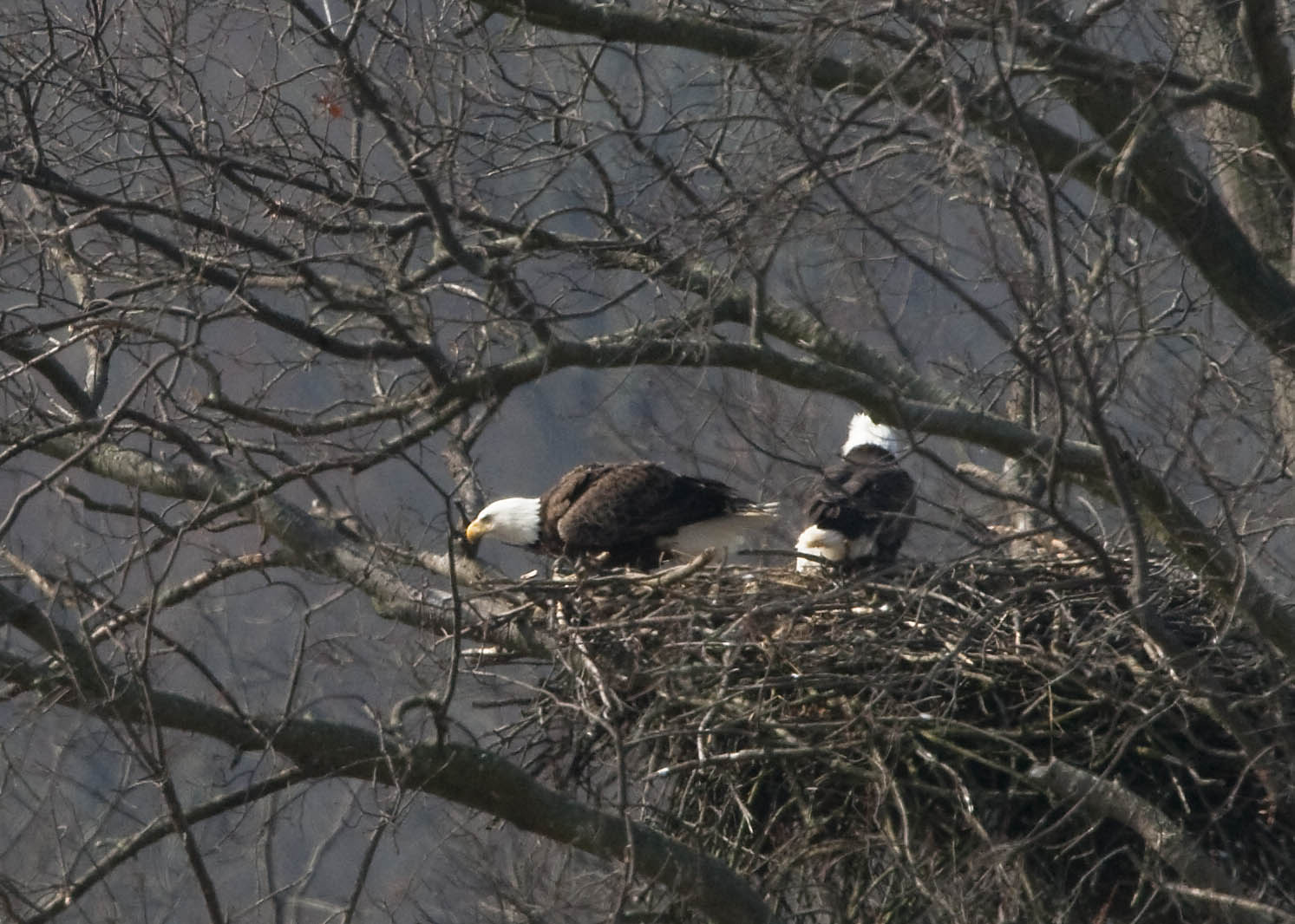 BALD EAGLES ON THE NEST