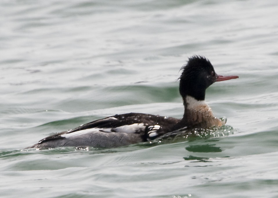 RED-BREASTED MERGANSER