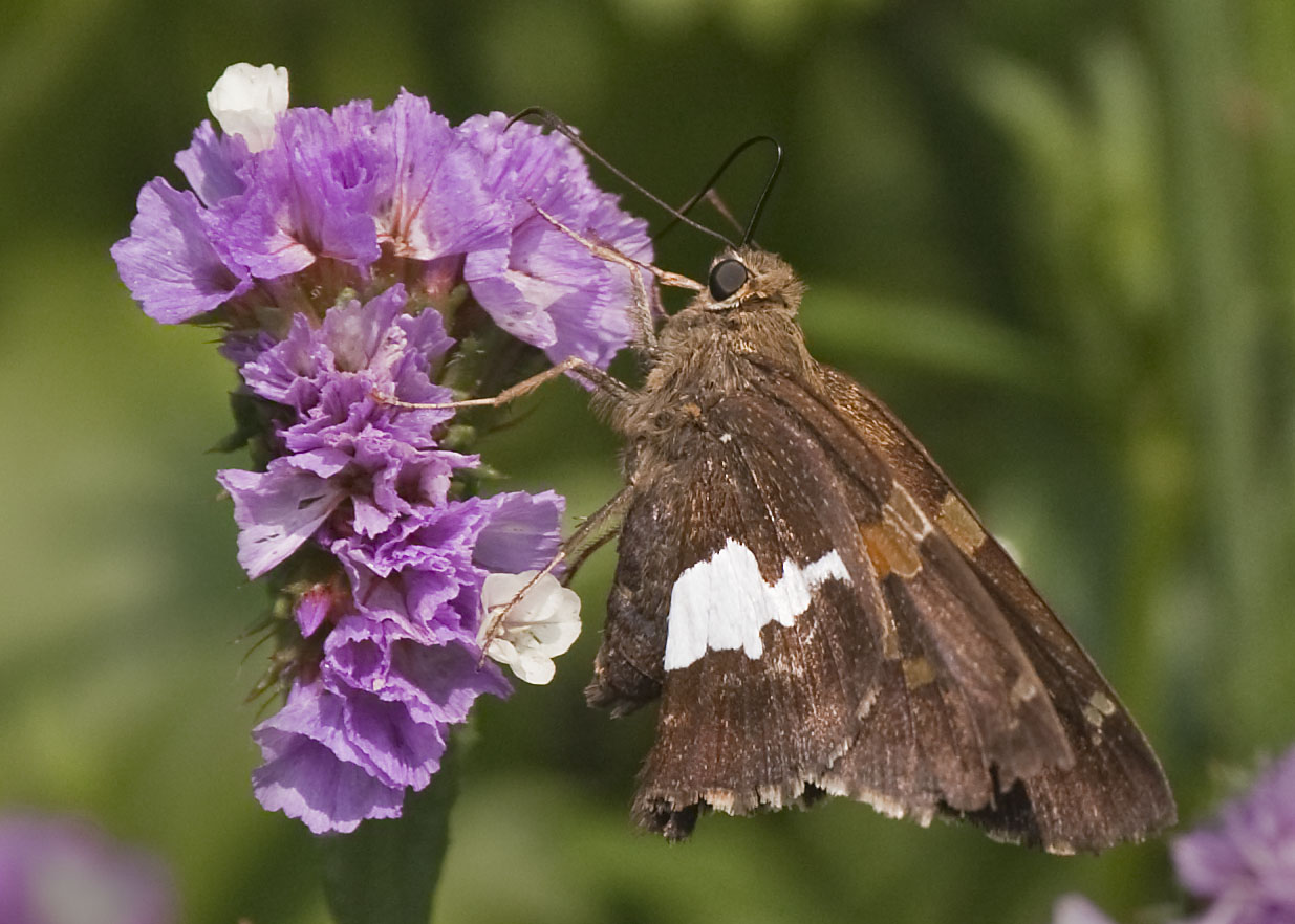 SILVER-SPOTTED SKIPPER