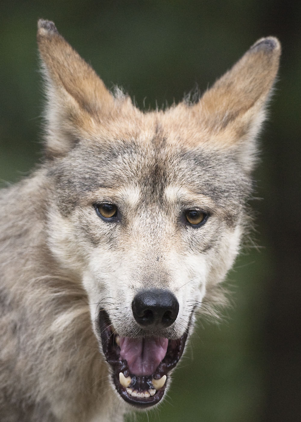 MEXICAN WOLF