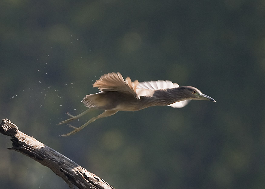 BLACK-CROWNED NIGHT HERON