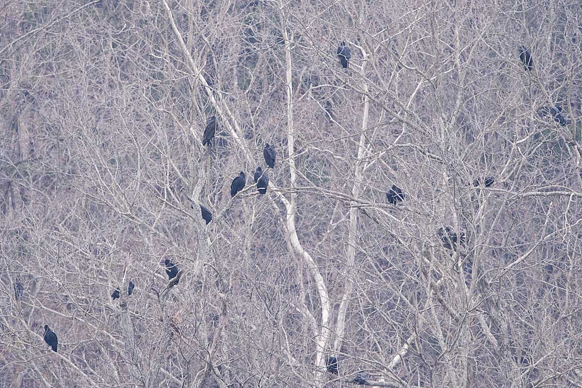 BLACK VULTURES (a TURKEY VULTURE, too)