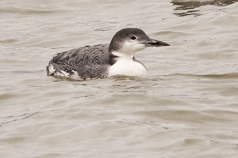 COMMON LOON