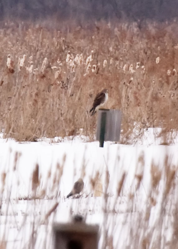 TWO OF SEVERAL NORTHERN HARRIERS