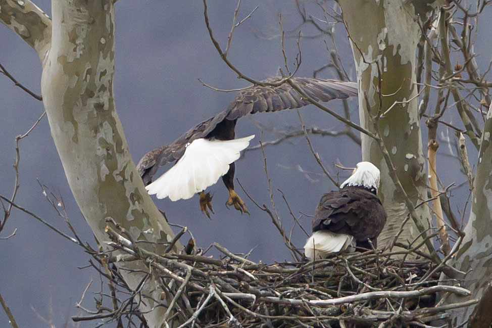 BALD EAGLES at HIGGINSPORT OHIO, 3-12-2013