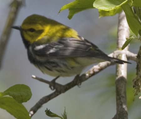 BLACK-THROATED GREEN WARBLER