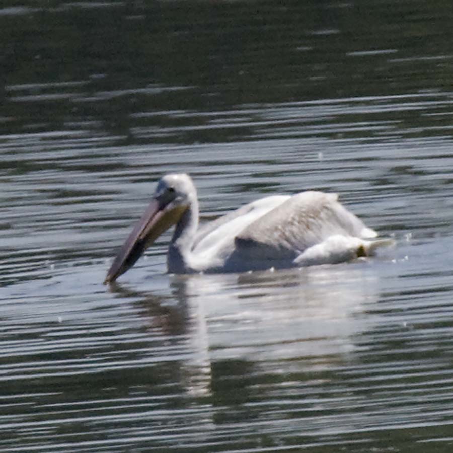 AMERICAN WHITE PELICAN