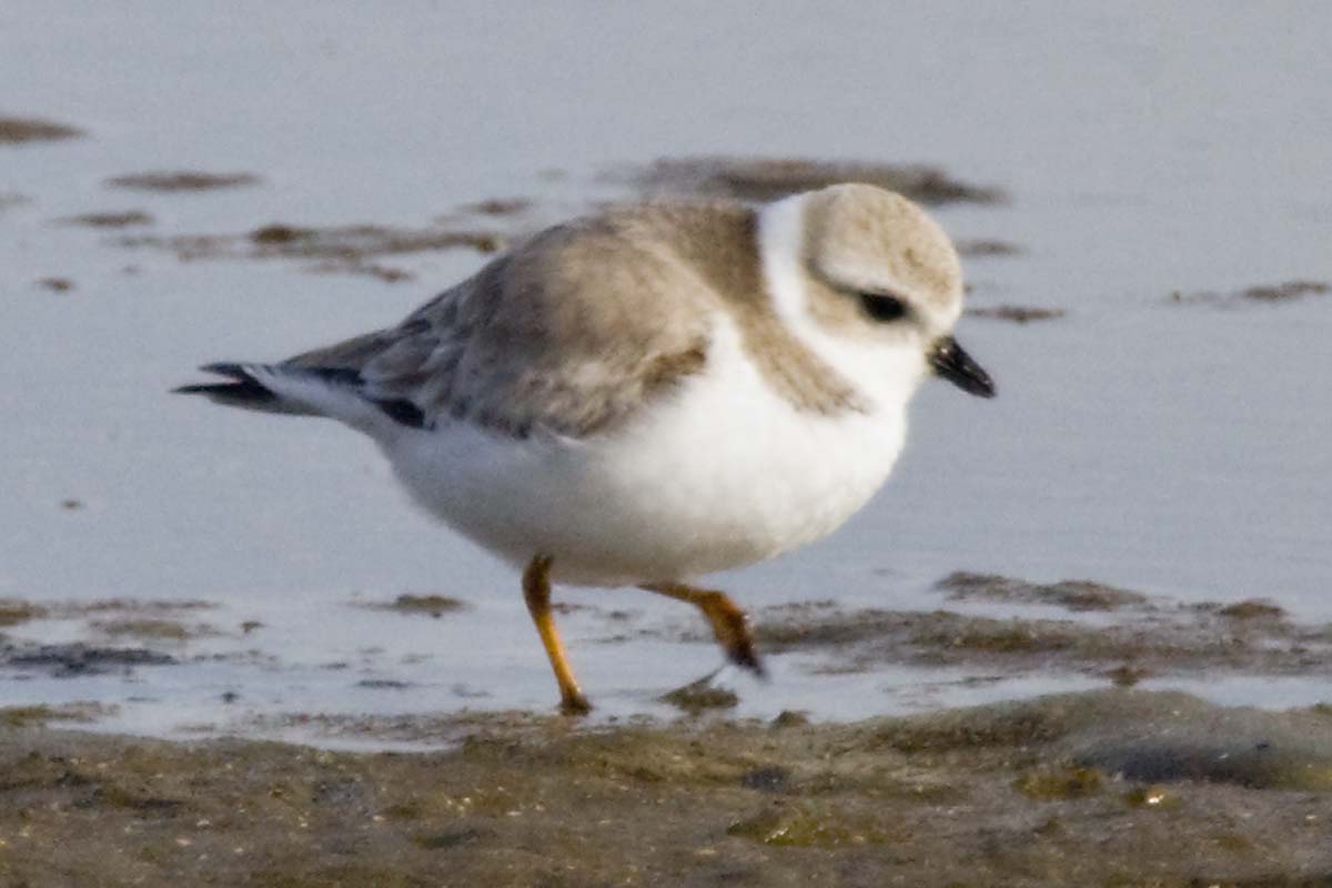 PIPING PLOVER