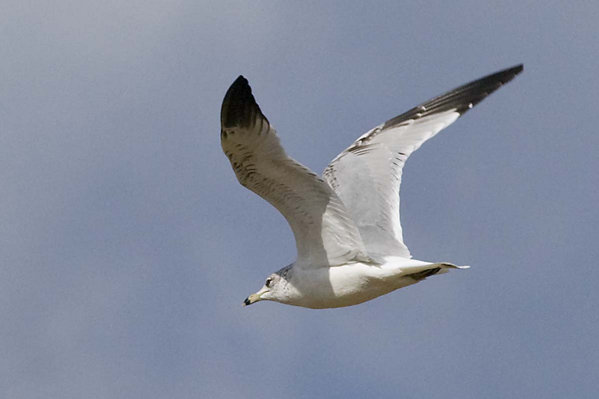 RING-BILLED GULL