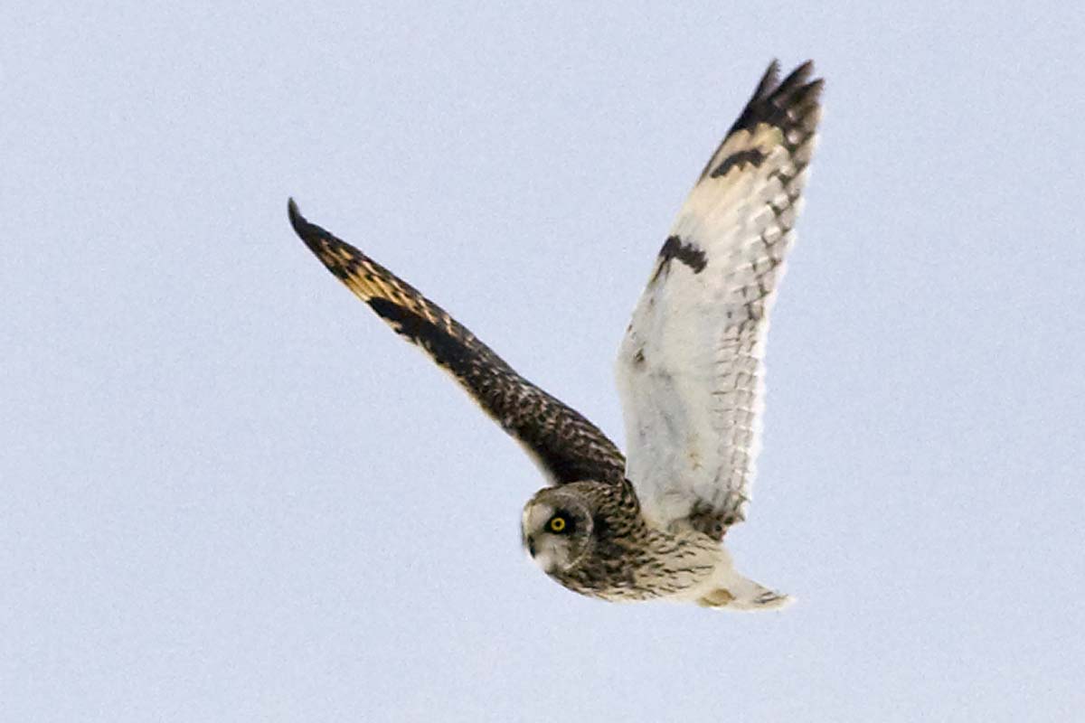 SHORT-EARED OWL