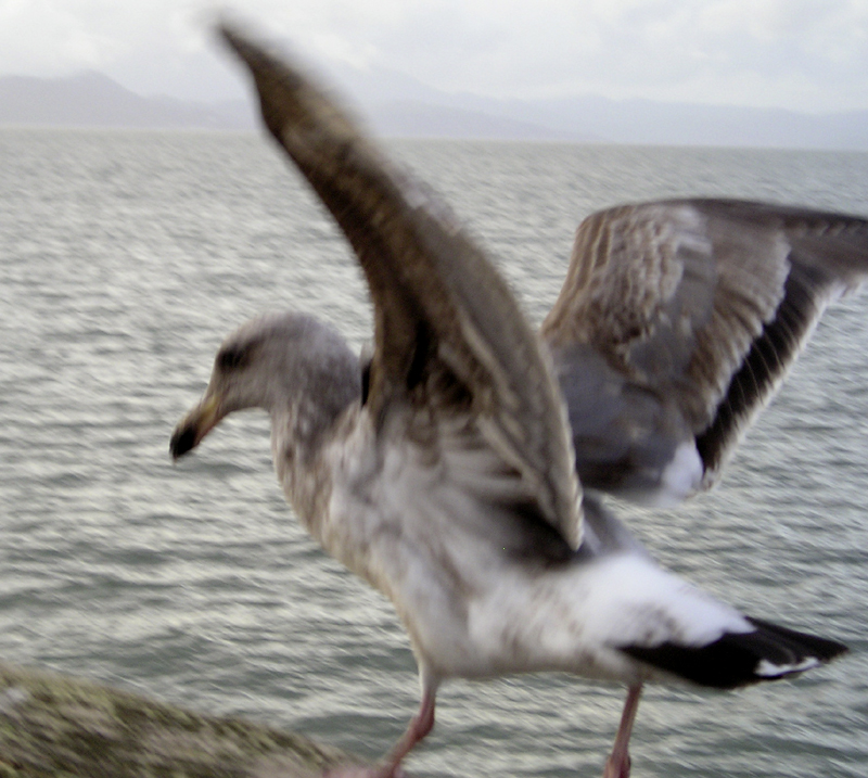 seagull3