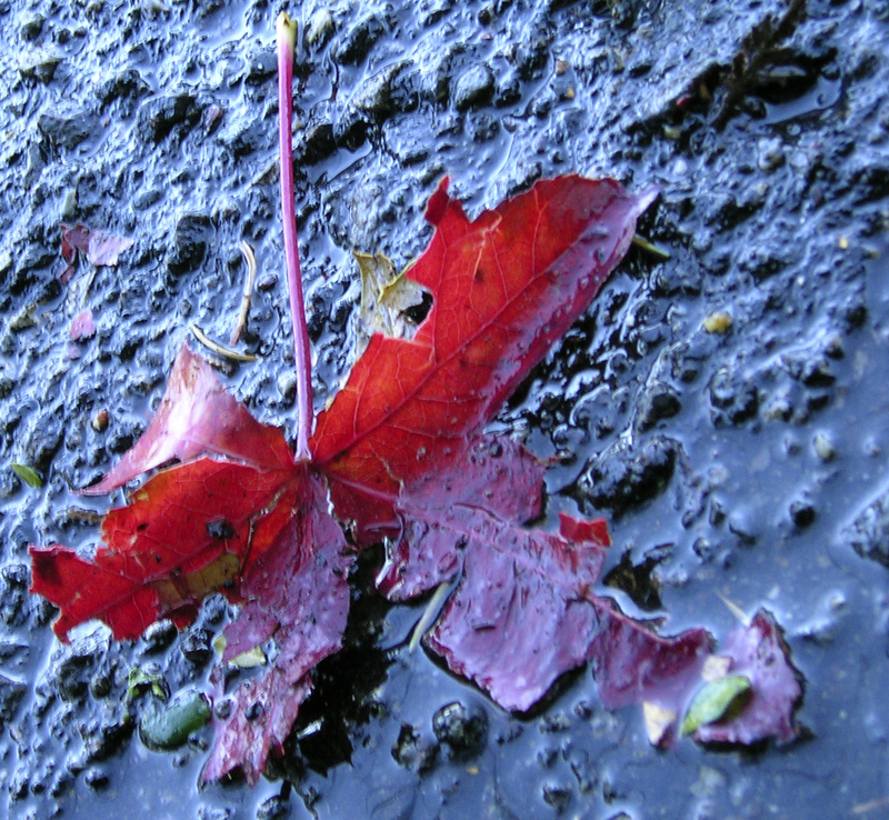 red leaf.jpg