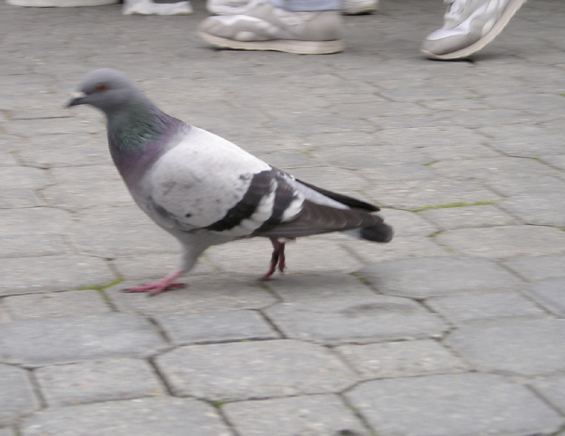 walking