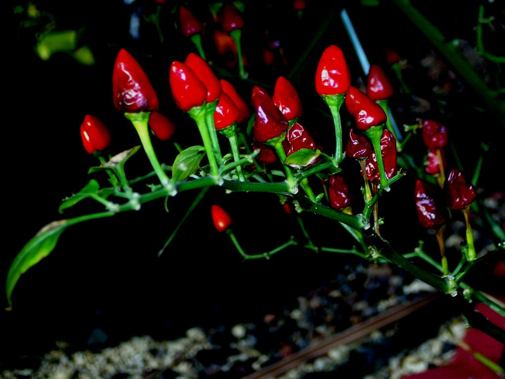 Tamis Flowers 06.jpg