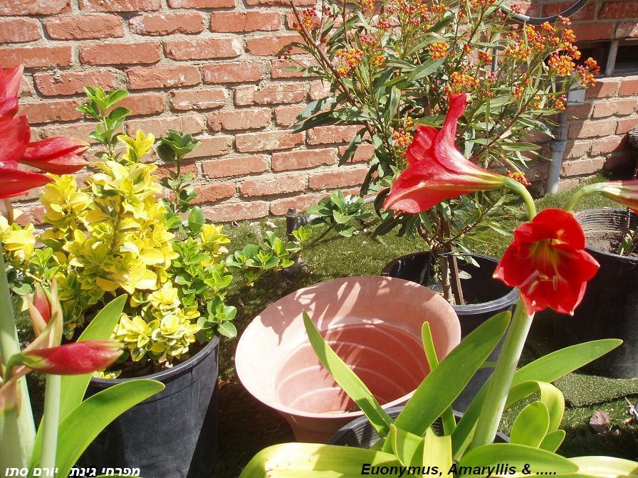 Euonymus Amaryllis  ab.JPG