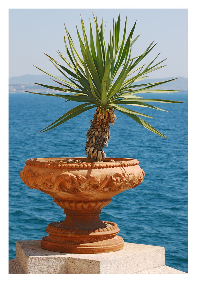 Pot