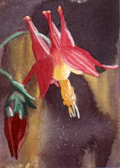 columbines #1 2-08
