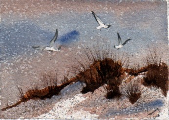 seagulls 4-08