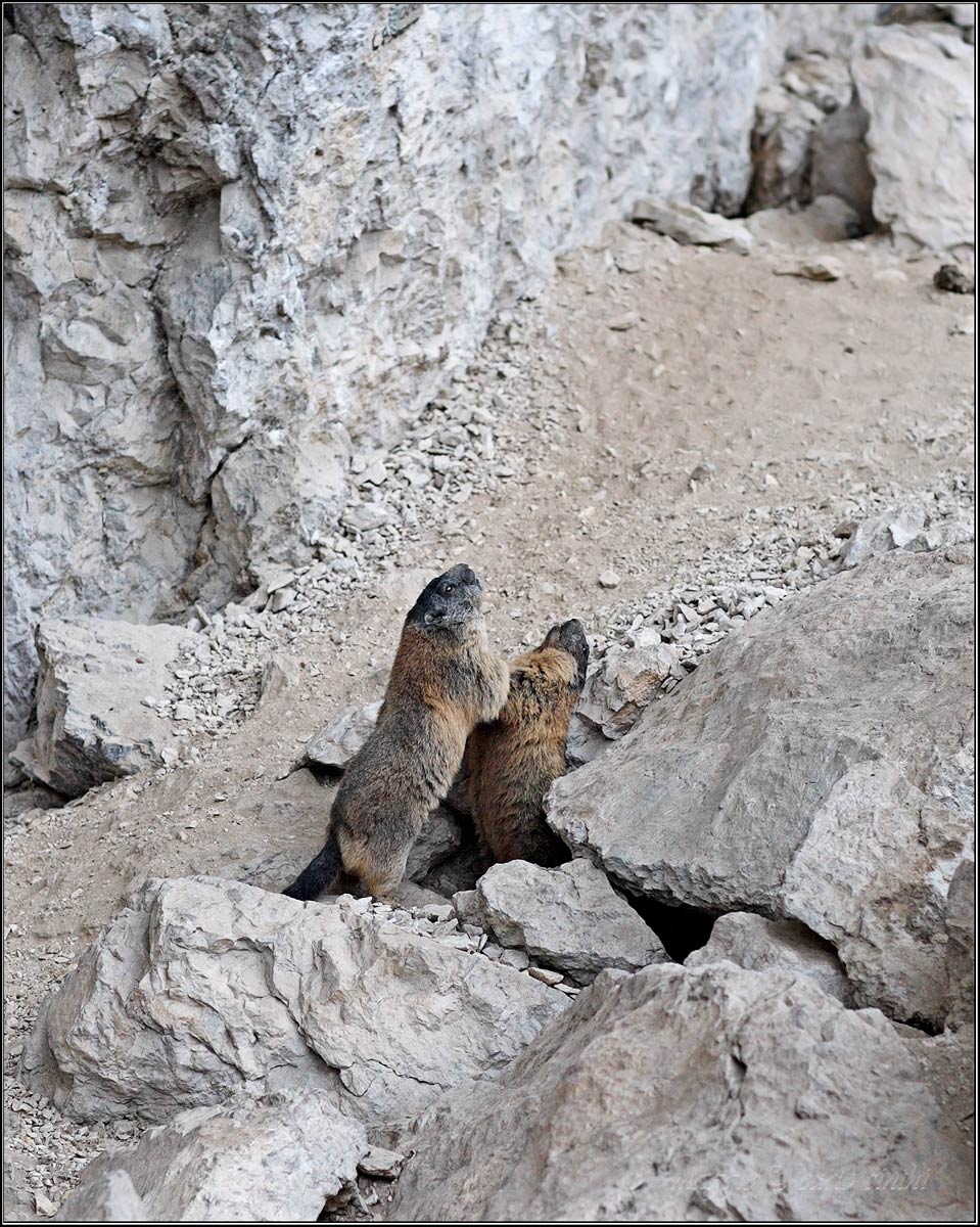 marmotte