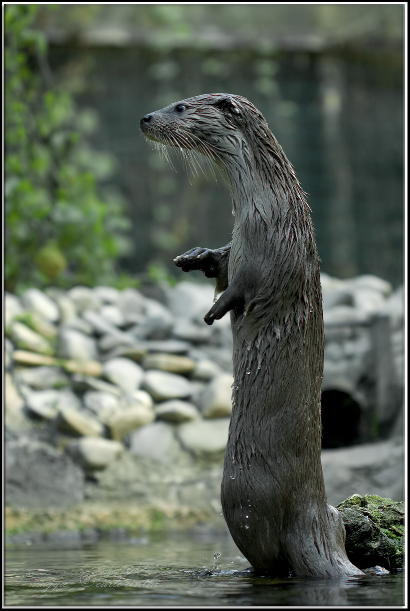 lontra