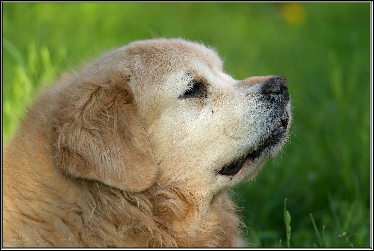 Maggie