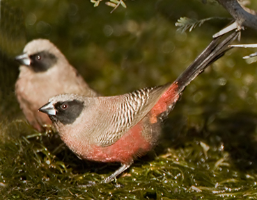 o6/67/926167/1/121067837.RoVlVrLU.BlackfacedWaxbill0219cp72.jpg