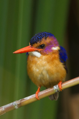 o6/67/926167/1/137958826.hYiEMgof.KingfisherPygmy7726cp72.jpg