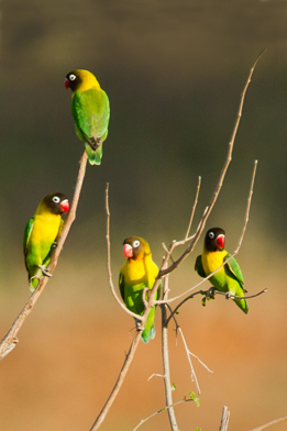 o6/67/926167/1/137958832.TVLA3sh3.LovebirdYellowcollared0724Edit72.jpg