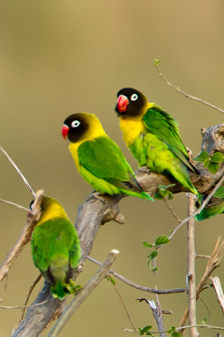 o6/67/926167/1/137958835.XxNJ5Nh5.LovebirdYellowcollared0763cp72.jpg