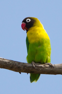 o6/67/926167/1/137958839.d9NhrkaF.LovebirdYellowcollared9809cp72.jpg