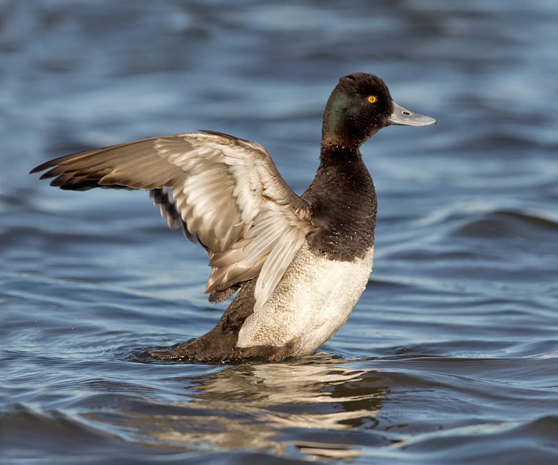 Lesser Scaup