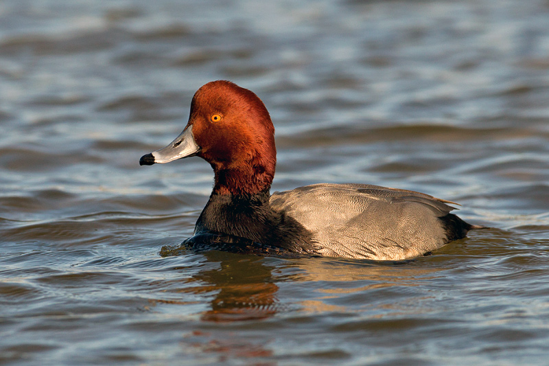 Redhead