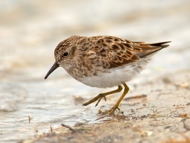Least Sandpiper
