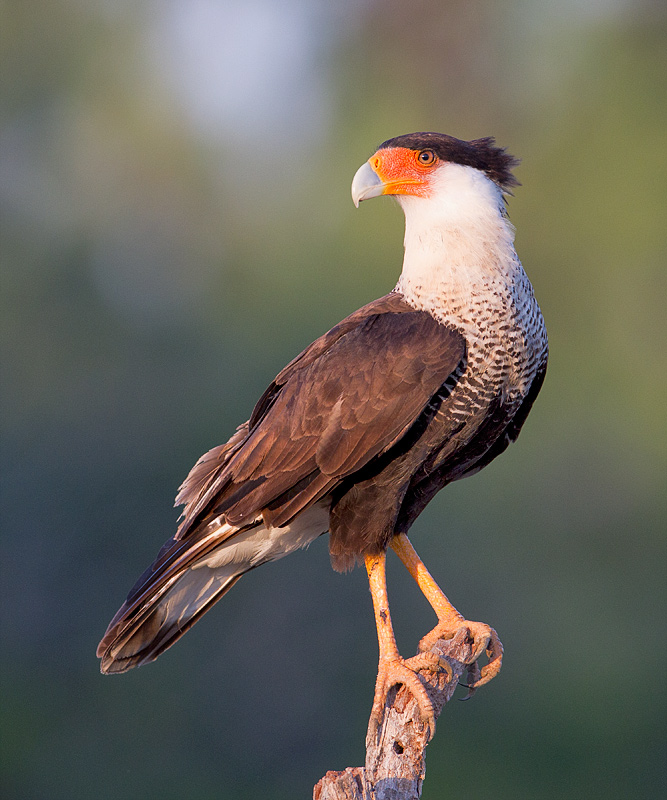 Crested Caracara