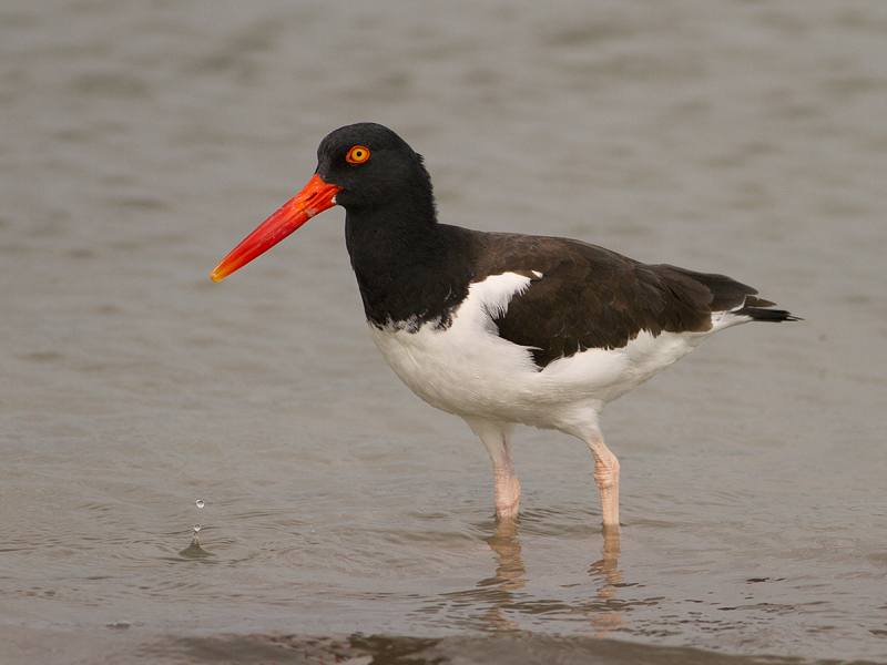 American Oystercatcher