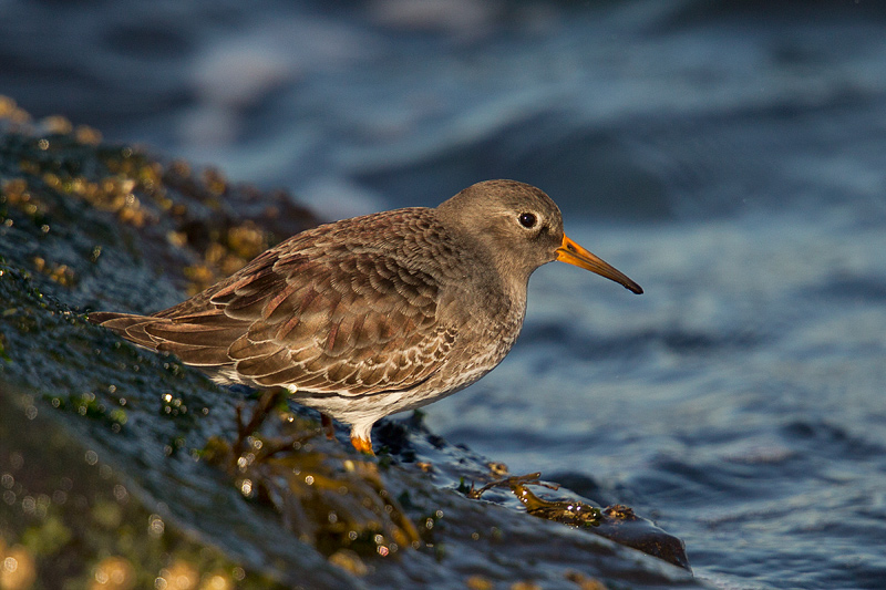 Purple Sandpiper