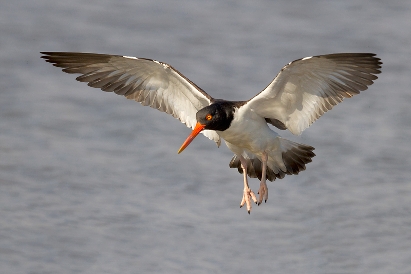 American Oystercatcher