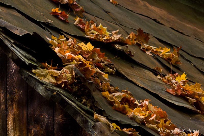 Feuilles de toit