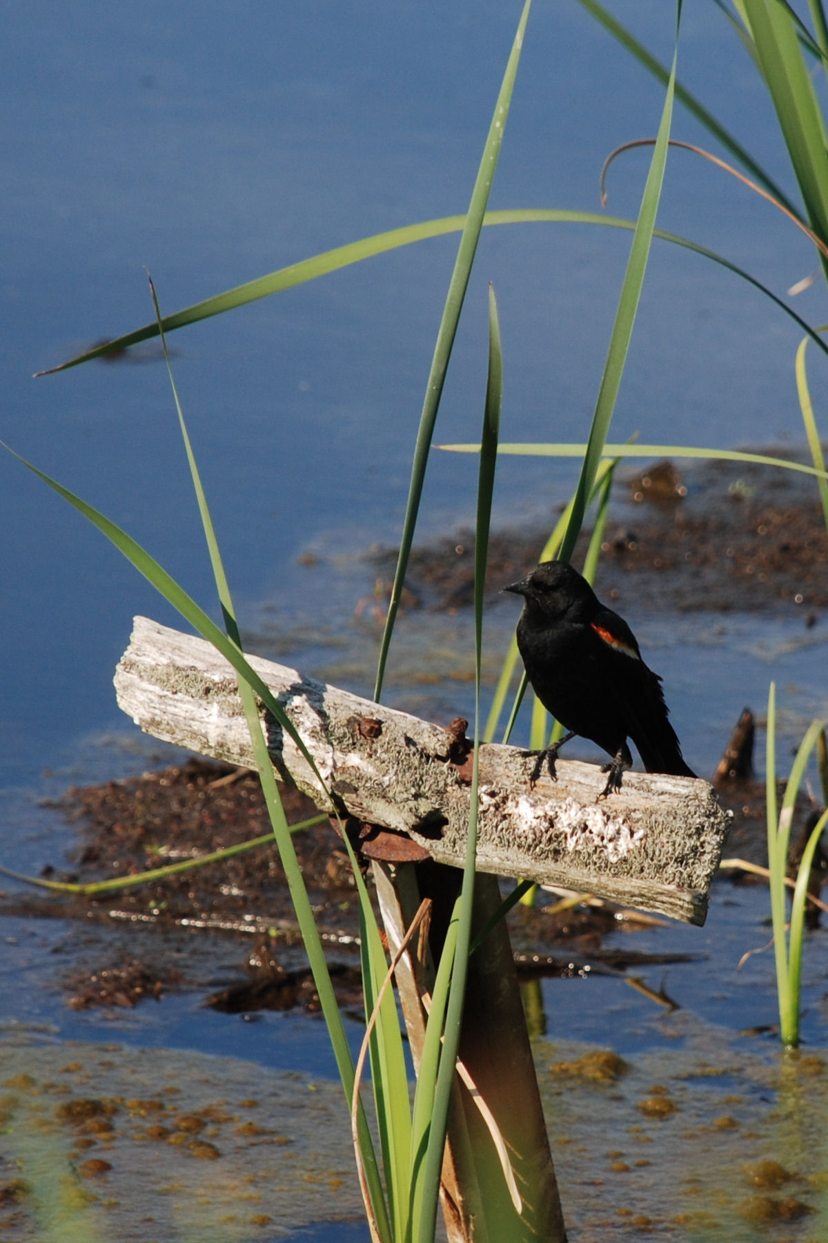 Redwinged Blackbird Parker River NWR 4x6 DSC_3016.JPG